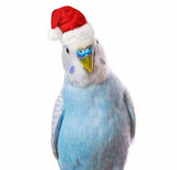 Pet Christmas Crackers