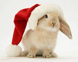 Pet Christmas Crackers