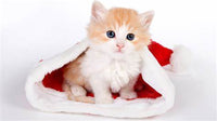 Pet Christmas Crackers