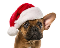 Pet Christmas Crackers