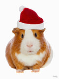 Pet Christmas Crackers