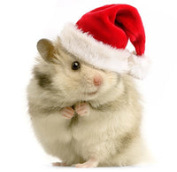 Pet Christmas Crackers